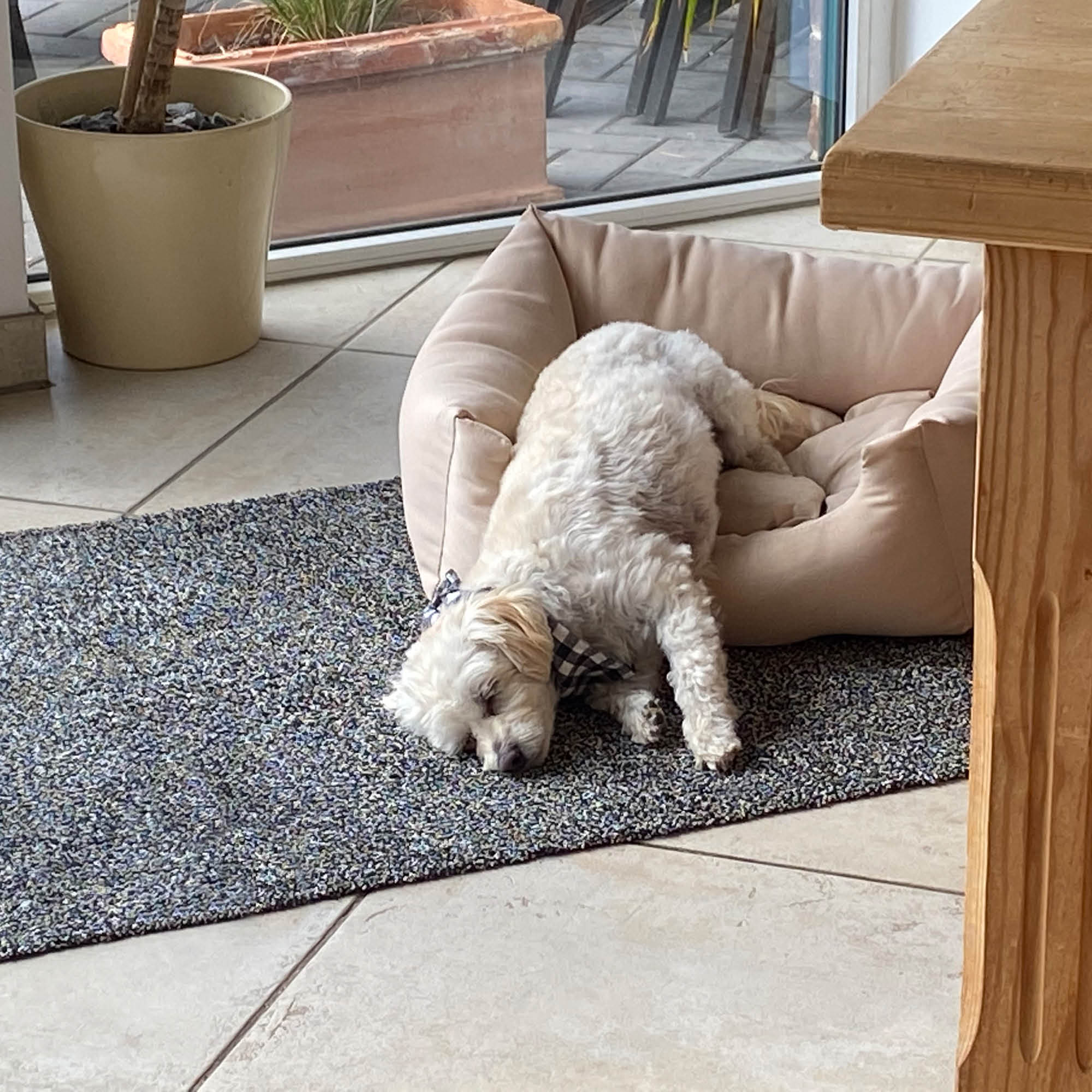 Fußmatte ENTRA SAUGSTARK 2er Set – Baumwolle, waschbar